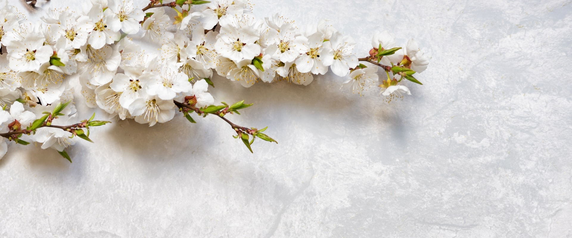 Blühende Kirschzweige auf einer Marmoroberfläche